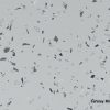 Gerflor pardoseala PVC Millenium spitale - scoli - cod 5721 Fortuna texture and pattern design