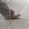 Stergatoare profesionale bariere praf Romus imagine 1